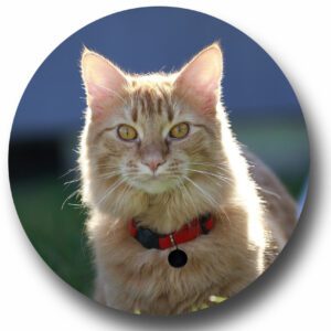 Shungite hanger rond klein voor kinderen en dieren